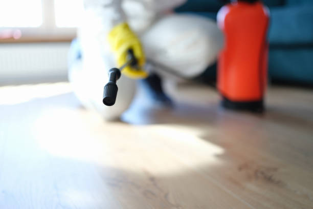 Professional Mold Removal in Pion Hills, CA