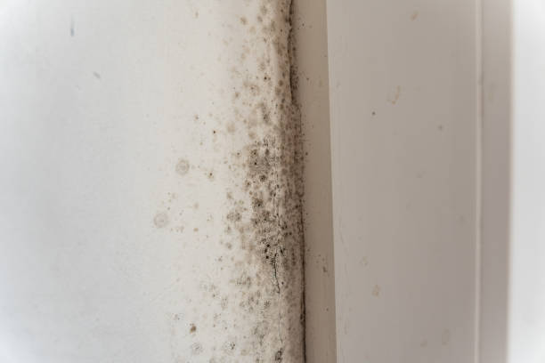 Best Indoor Air Quality Assessment  in Pion Hills, CA
