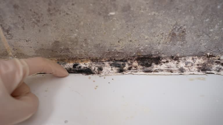 Best Asbestos and Lead Testing During Mold Inspection  in Pion Hills, CA