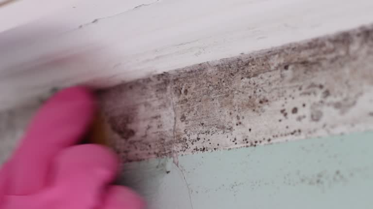 Best Mold Prevention Services  in Pion Hills, CA